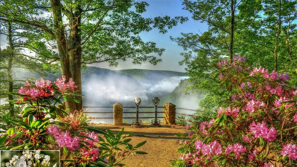 A scenic outdoor area with a stone bench, lush greenery, and flowering plants.