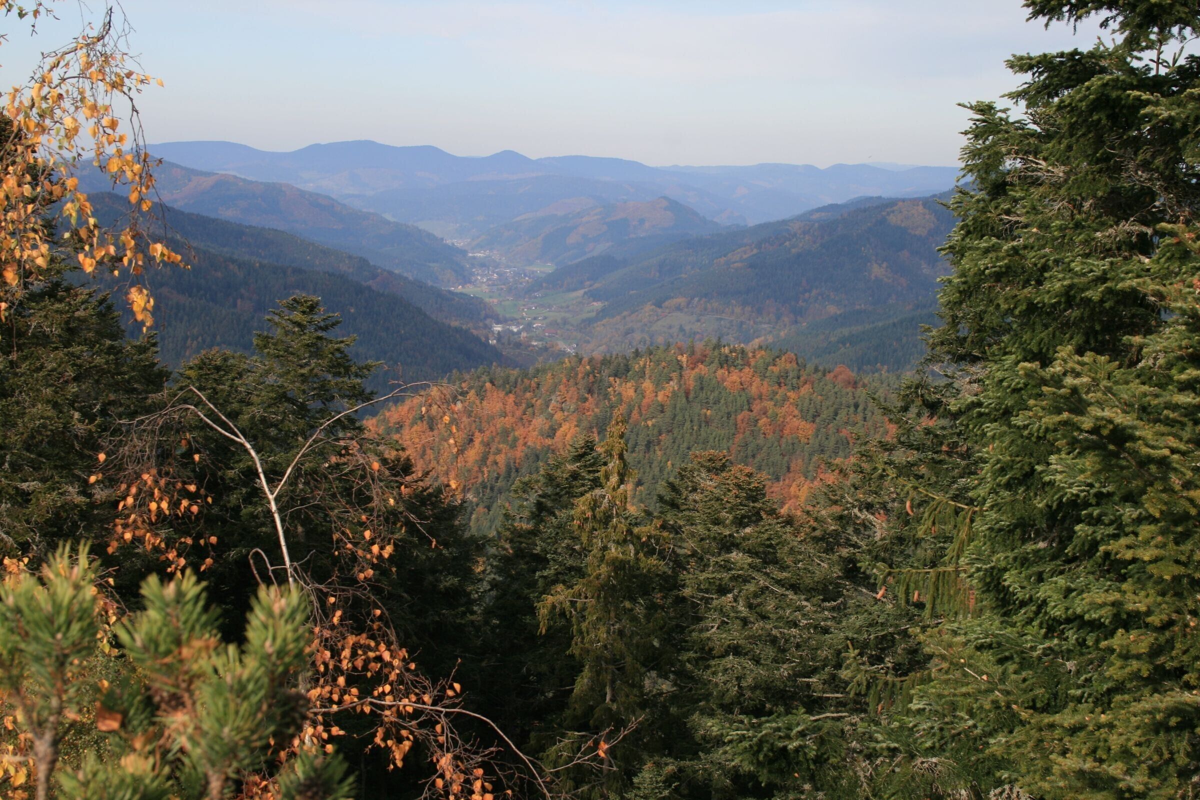 Een bergachtig landschap met dichte bossen en een vallei.