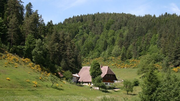 Une maison de campagne dotée d’un toit en pente, entourée d’un paysage verdoyant et luxuriant, avec une forêt dense en arrière-plan.