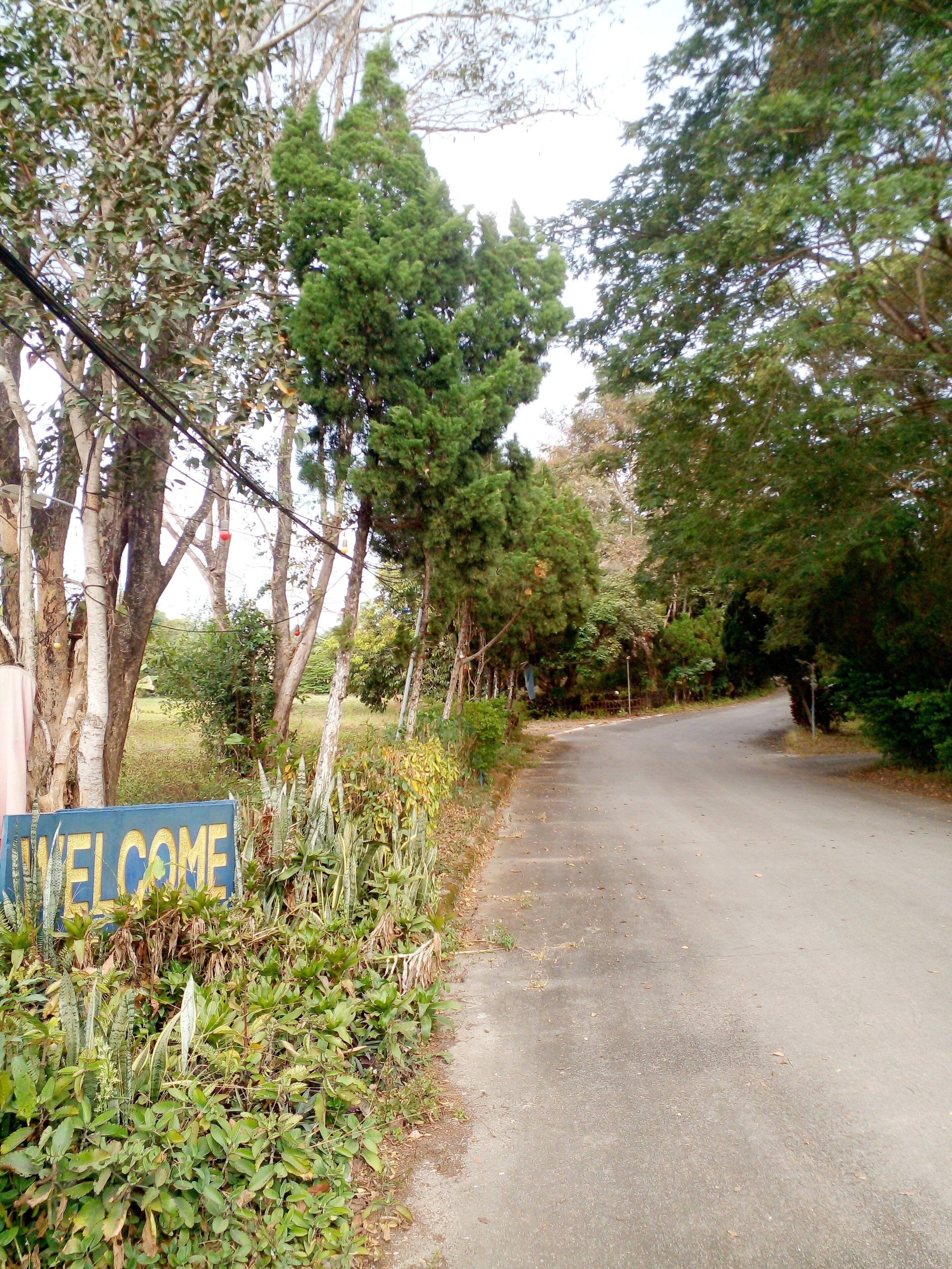 Une route dont l’entrée est marquée par un panneau indiquant « BIENVENUE », et qui est bordée d’arbres et de végétation.