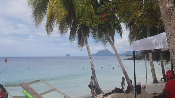 Une scène de plage avec des palmiers, un ciel dégagé et une eau calme.