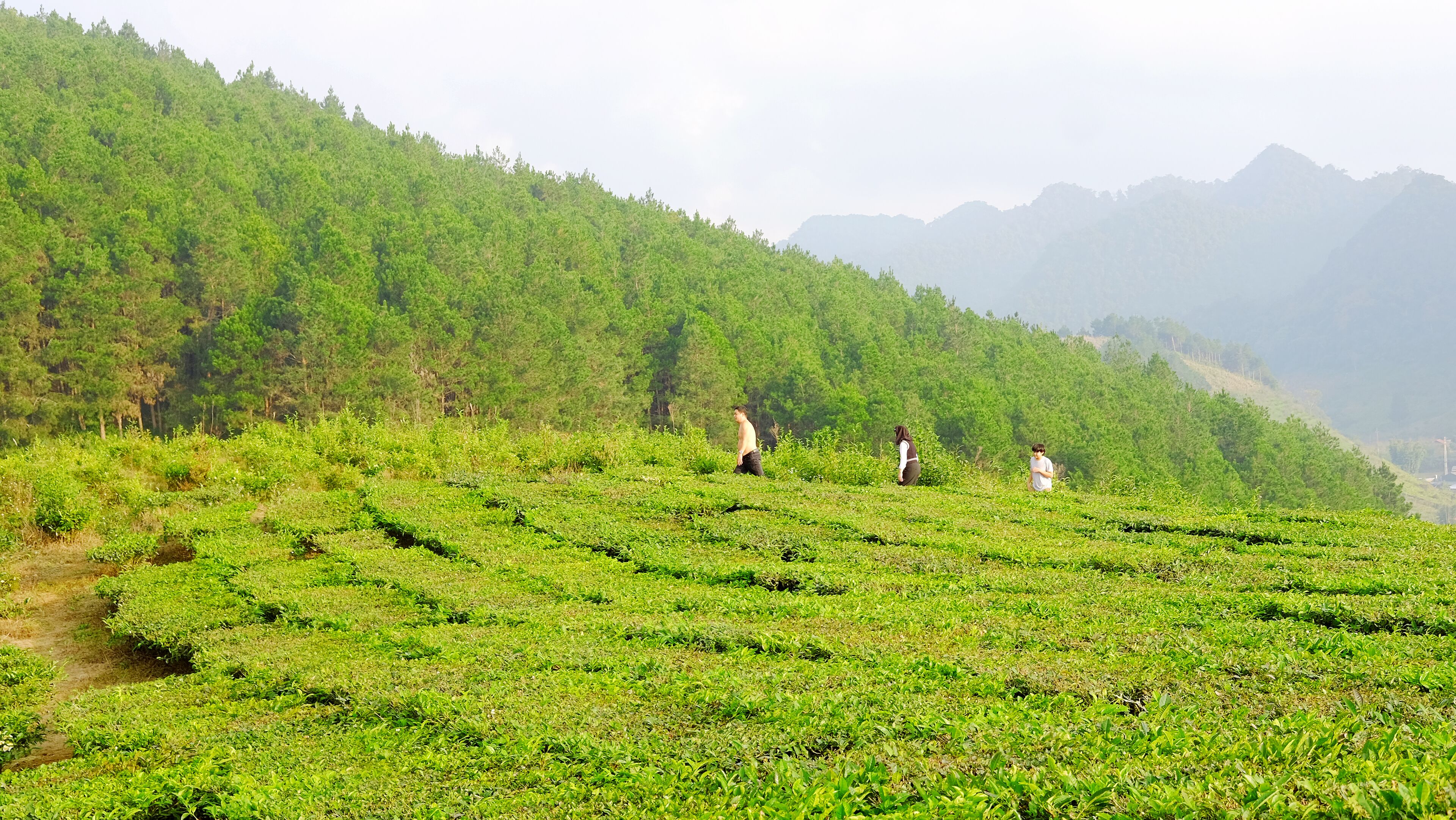 A hilly tea plantation with terraced fields and a clear sky.