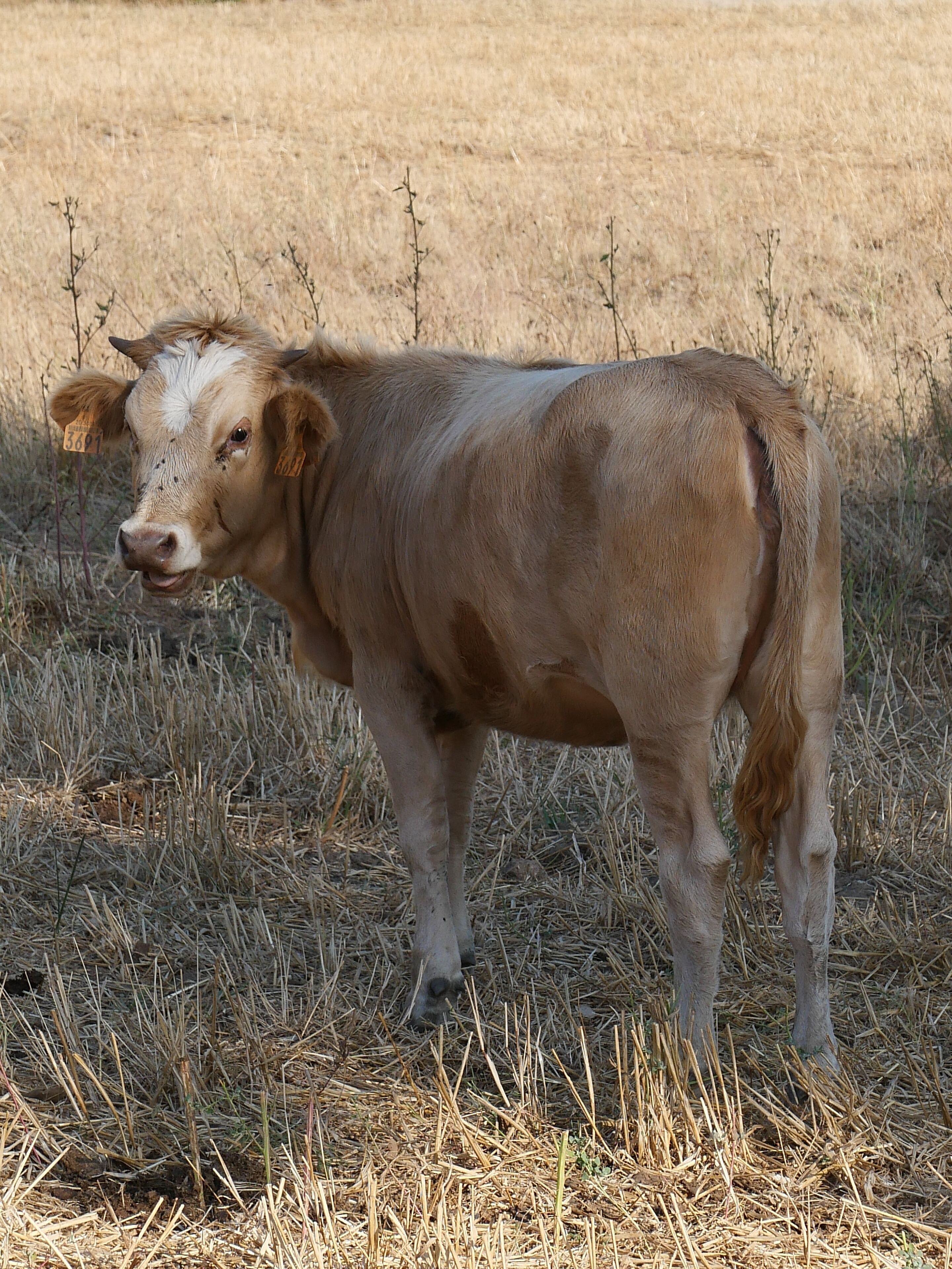 A cow standing in a field.