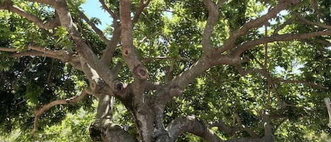 An outdoor dining area with tables and chairs under a large tree.