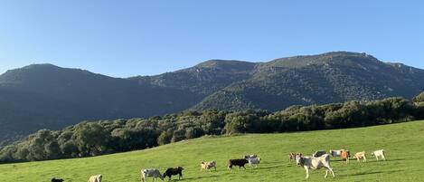 Un campo cubierto de pasto con vacas pastando, cielo despejado y una montaña al fondo.
