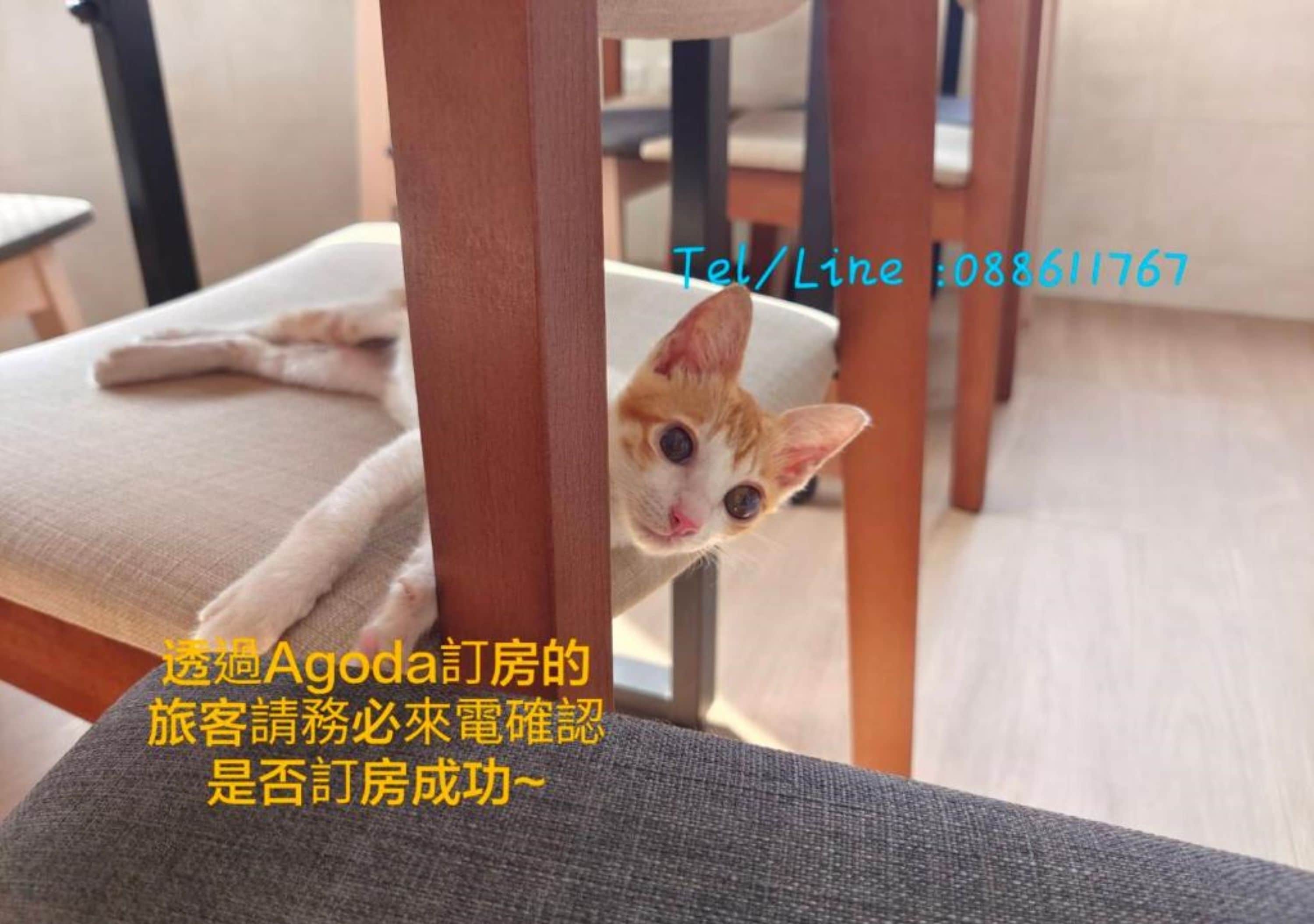 A cat peeking from behind a chair.