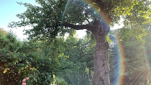 A tree with a rainbow effect, surrounded by greenery and a black suitcase on the grass. - Villa Maria Garden Cottages (Morarp)
