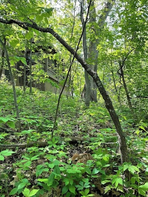 Escape to a serene forest setting surrounded by lush trees and wildlife.