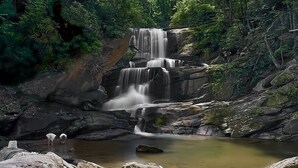 Une cascade d’eau se déversant sur des rochers dans un bassin paisible, le tout entouré d’une forêt dense.