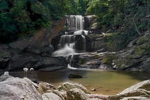 Property grounds - Cozy Cottage in the heart of the Green River Gamelands! Private outdoor firepit! (Saluda)