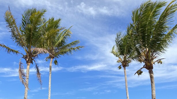 A beach with palm trees, a fence, and a clear view of the ocean. - Vila dos Lobatos (Porto Seguro)