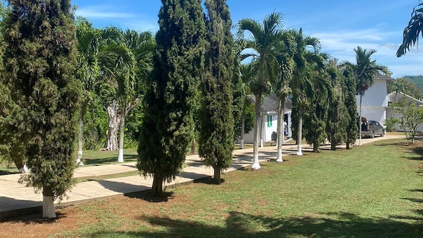 A landscaped area with tall cypress trees, palm trees, and a white building with a green door. - Lachemar Guest House (Ocho Rios)