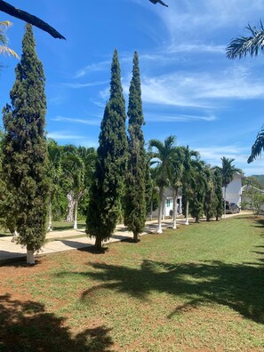 A landscaped area with tall cypress trees, palm trees, and a white building with a green door. - Lachemar Guest House (Ocho Rios)