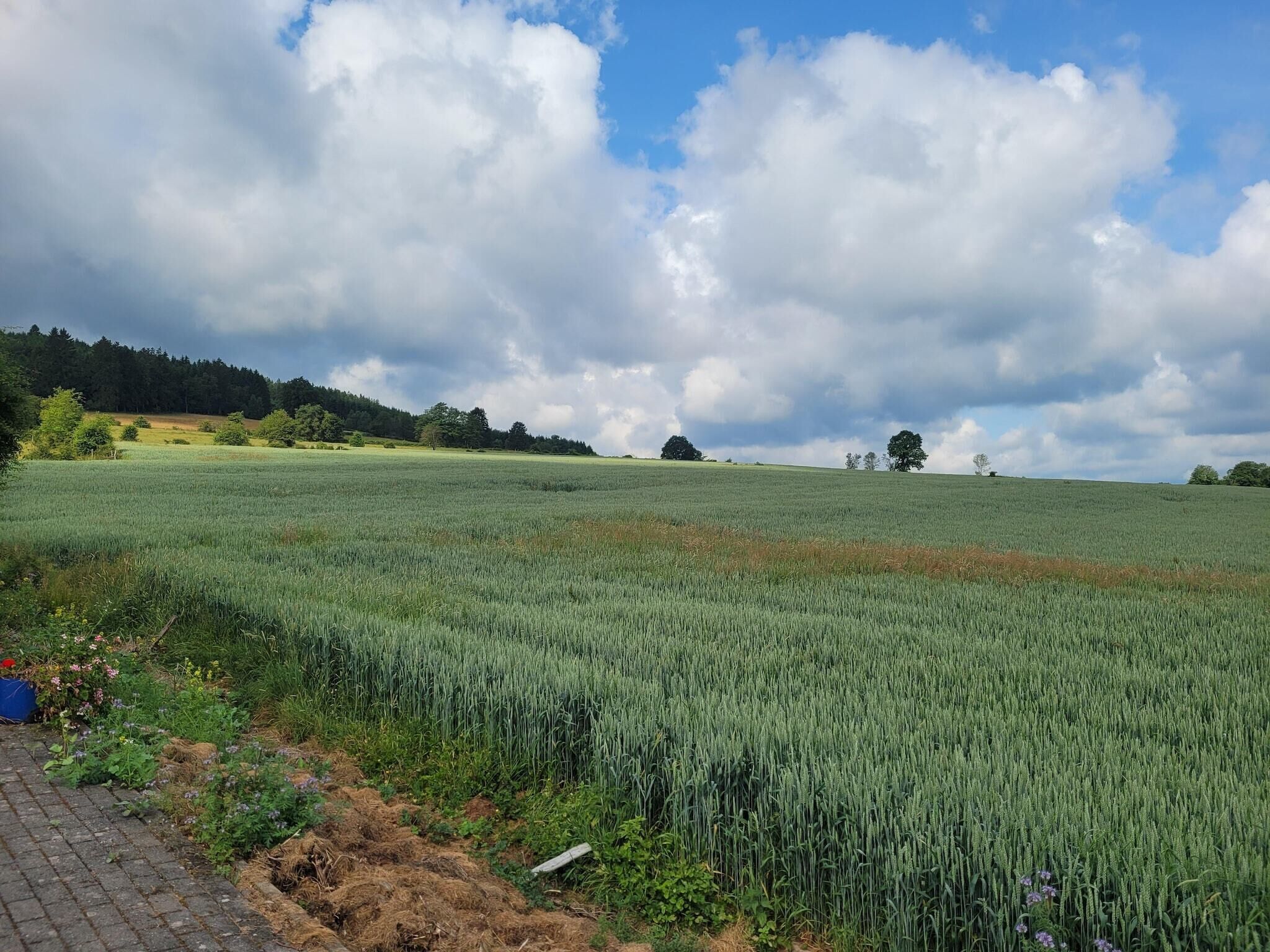 A field with a paved path on the left, leading to a building.
