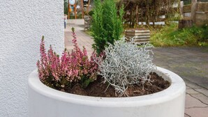 A potted plant with pink flowers and a coniferous tree, set against a white wall with a hotel sign in the background. - Apartment in Wald near Zillertal Ski Slopes (Wald im Pinzgau)