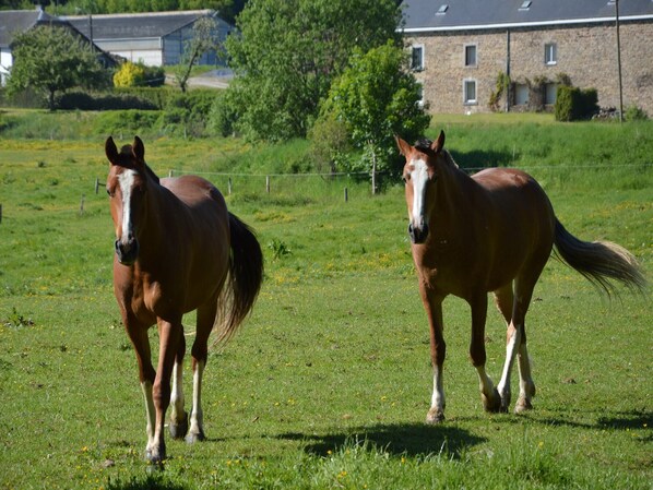 Two horses in a grassy field with a building in the background.