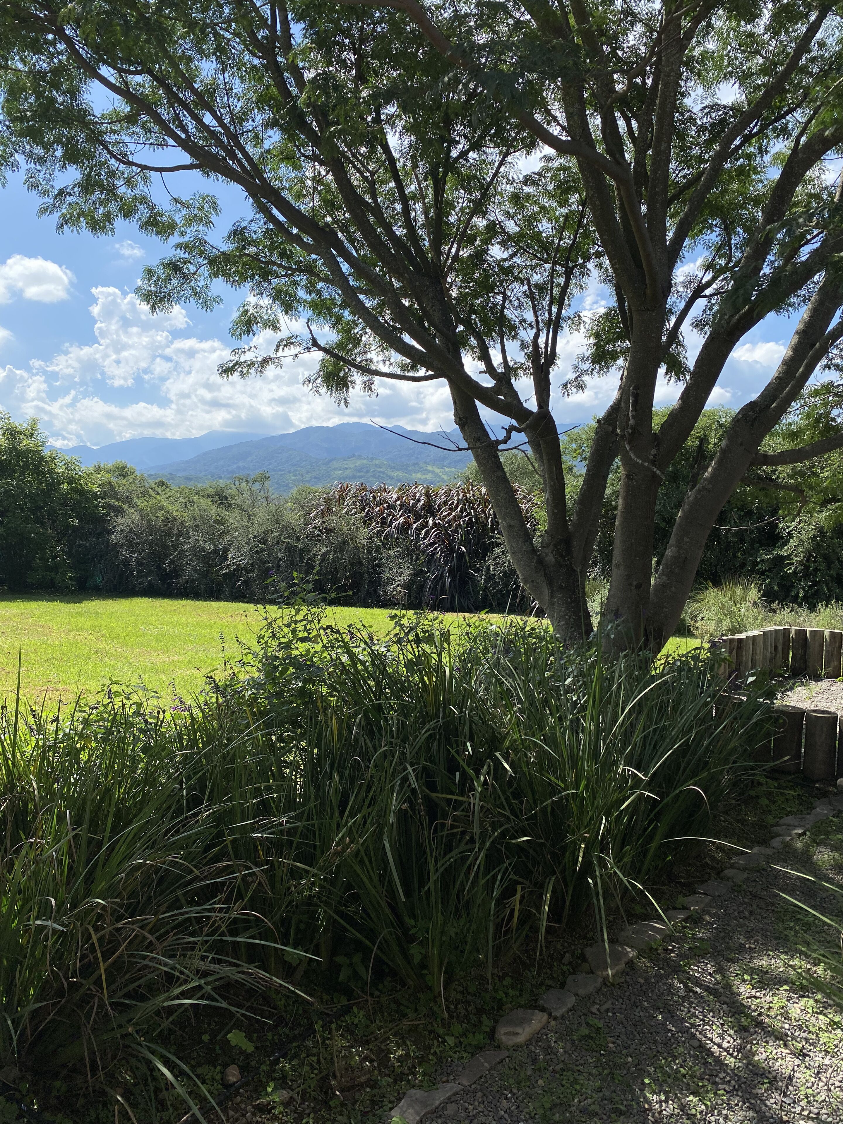 A tree-lined pathway leading to a grassy field with mountains in the background.