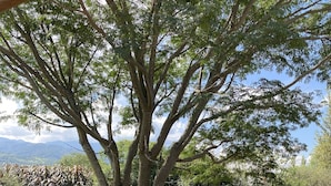 Un chemin de jardin bordé d’un arbre, de gravier et de différentes plantes.