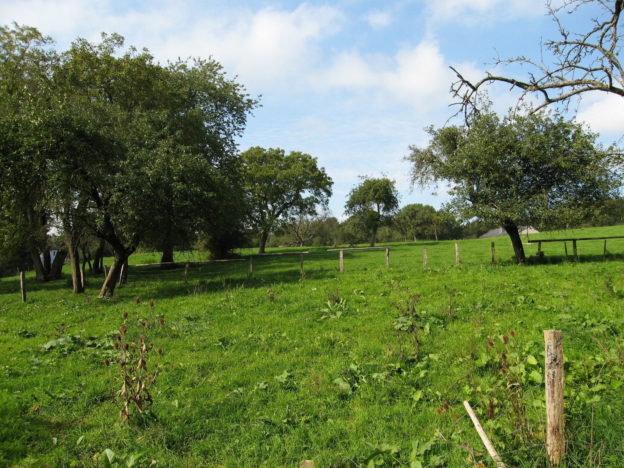 Jardin [été]