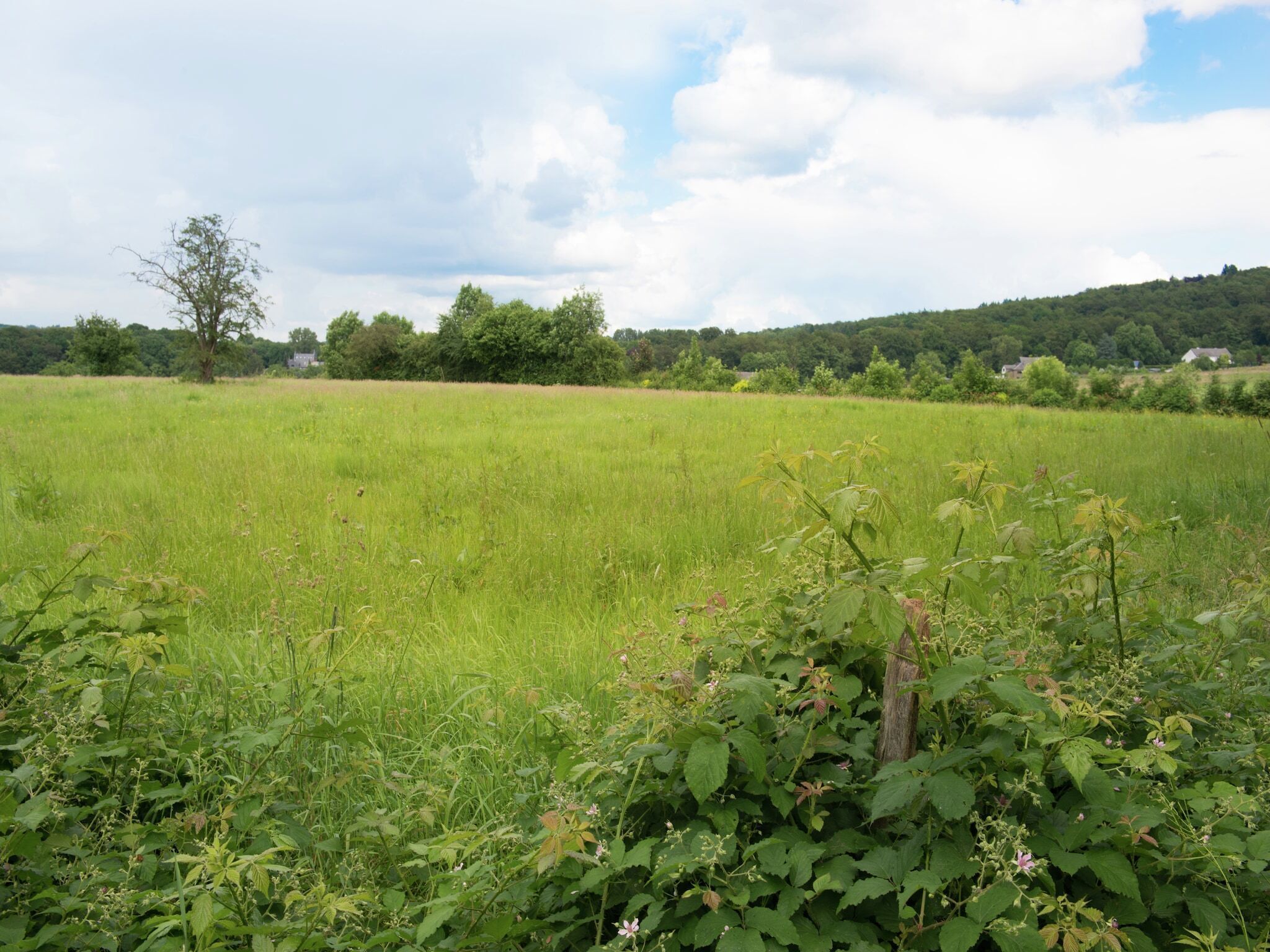 Ein grasbewachsenes Feld mit Bäumen und einer Erhebung im Hintergrund.