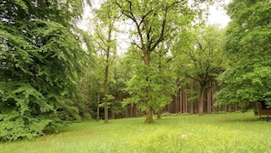 A forested area with a small wooden structure, likely a cabin or shelter, surrounded by tall trees and a grassy field with yellow flowers. - Rustic Retreat in Houvegné (Stavelot)