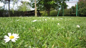 Een grasveld met een enkele witte bloem op de voorgrond en een schommelset op de achtergrond.
