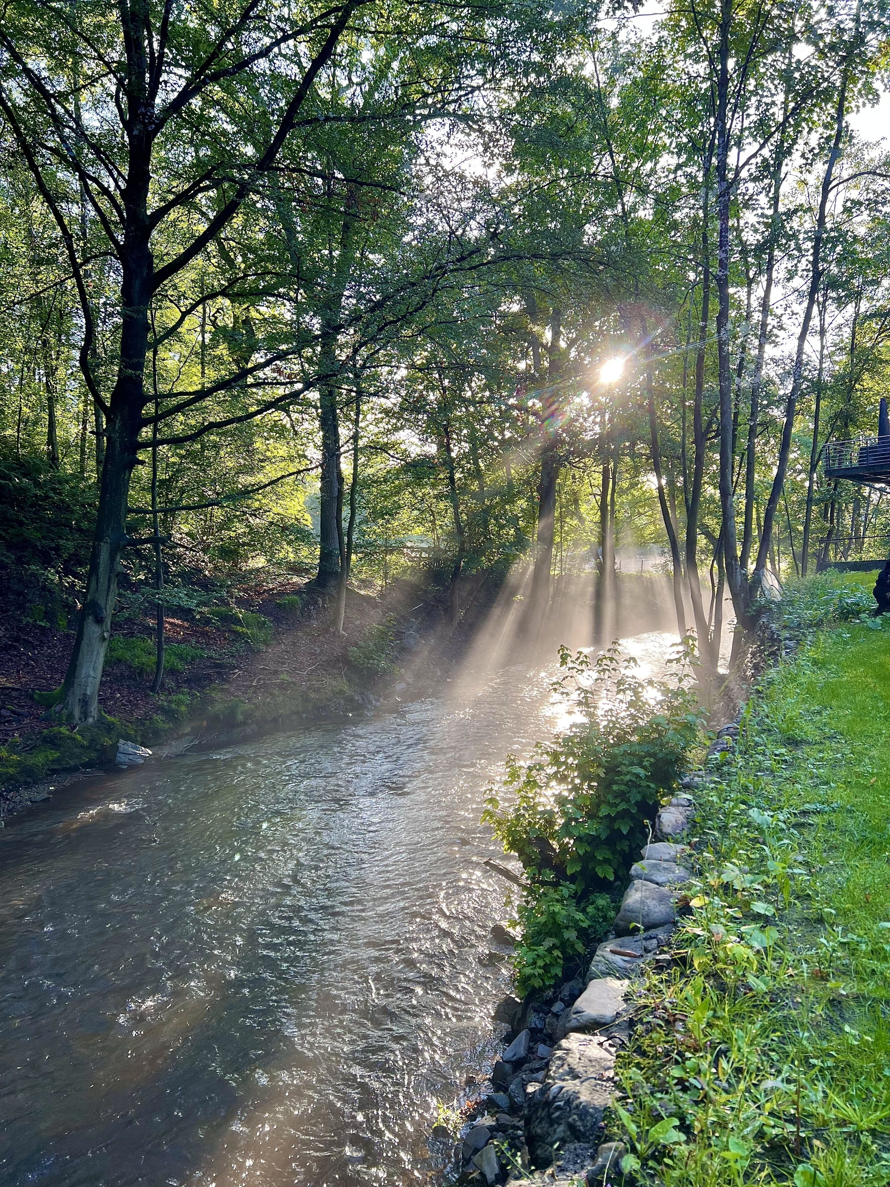 Un fiume che scorre attraverso una foresta, con la luce del sole che filtra tra gli alberi.