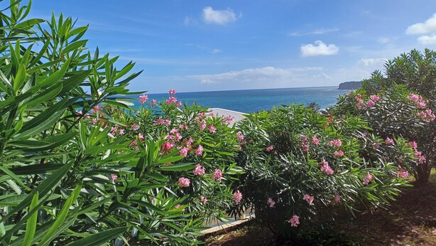 Une vue côtière, avec une végétation luxuriante et des fleurs roses au premier plan, qui s’étend jusqu’ à une mer bleue et limpide et une côte rocheuse lointaine.
