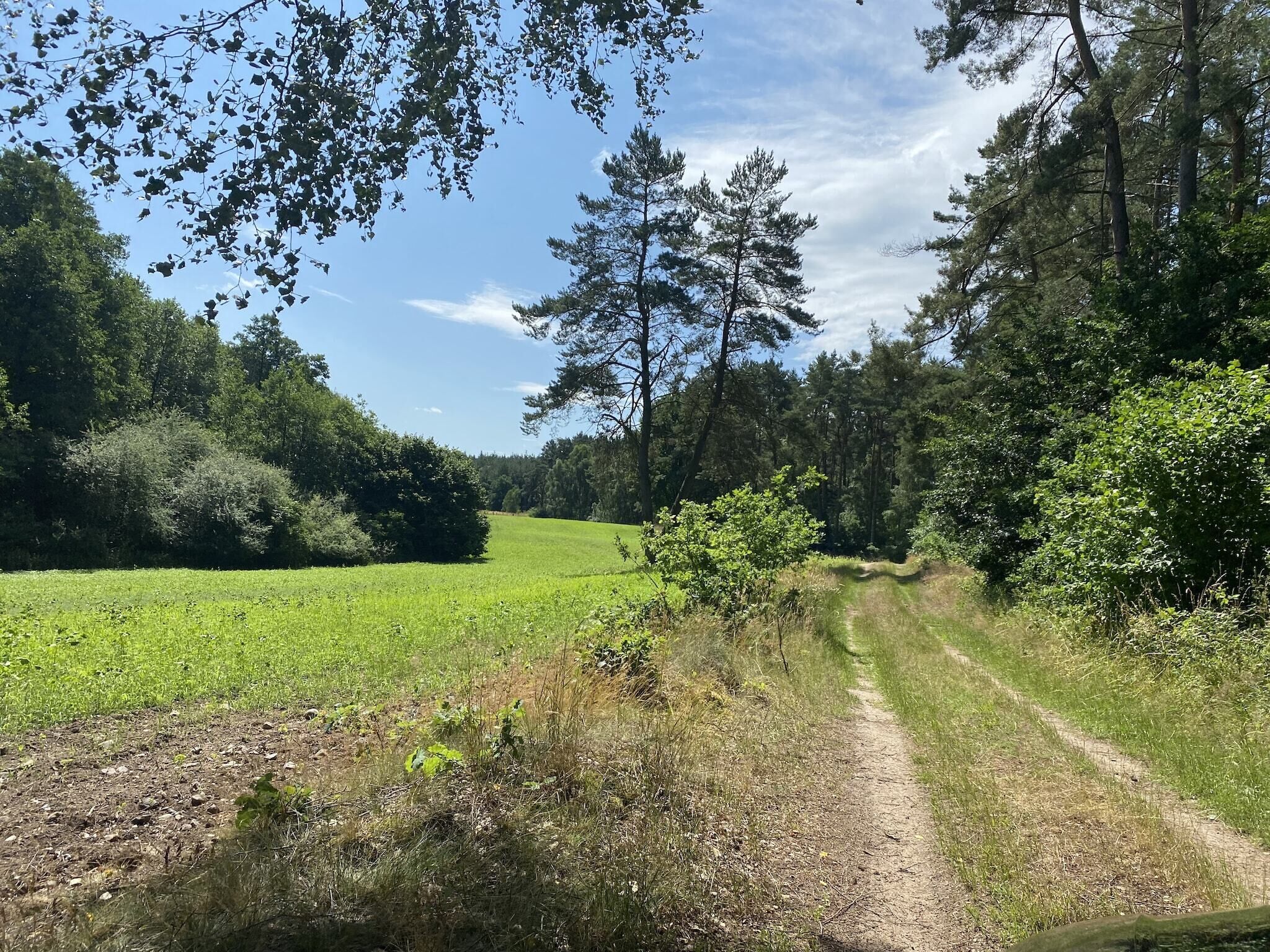 Un sentier de terre traverse un champ verdoyant, bordé d’arbres de chaque côté.