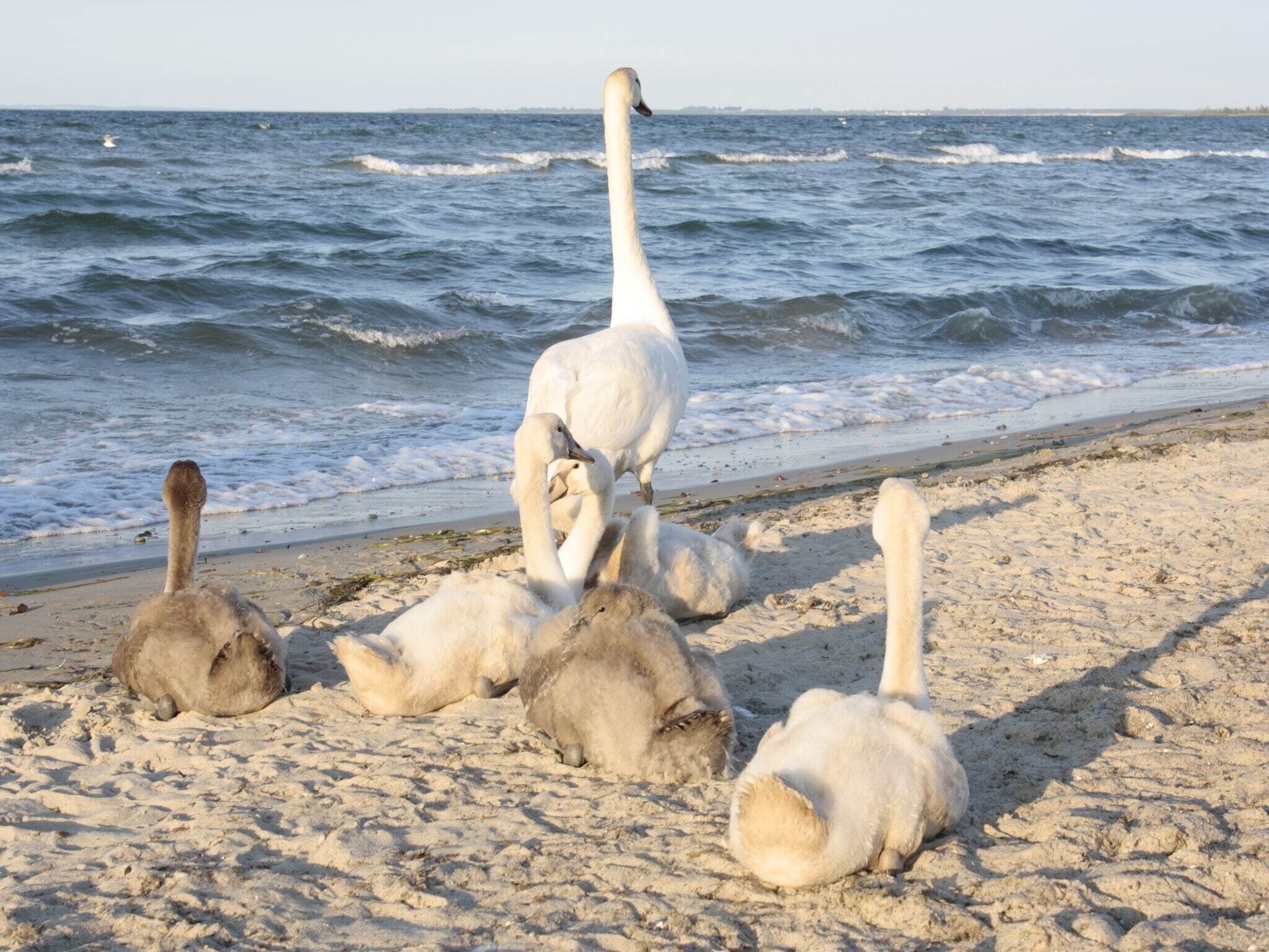Uma praia com cisnes e uma faixa de areia.