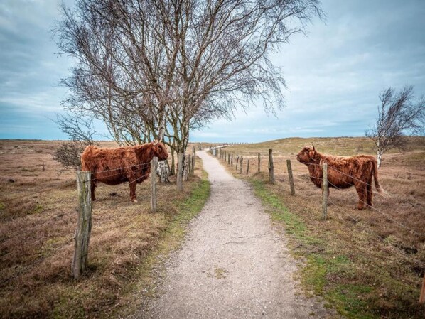 Un chemin de campagne bordé de deux vaches, de chaque côté, entouré de champs ouverts et d’une clôture.