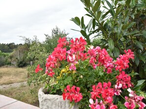 Ein Garten mit verschiedenen Pflanzen und Blumen, darunter eine auffällige Ansammlung rosa Blüten in einem Steinkasten.