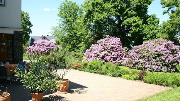Um jardim com vasos de plantas e arbustos floridos.