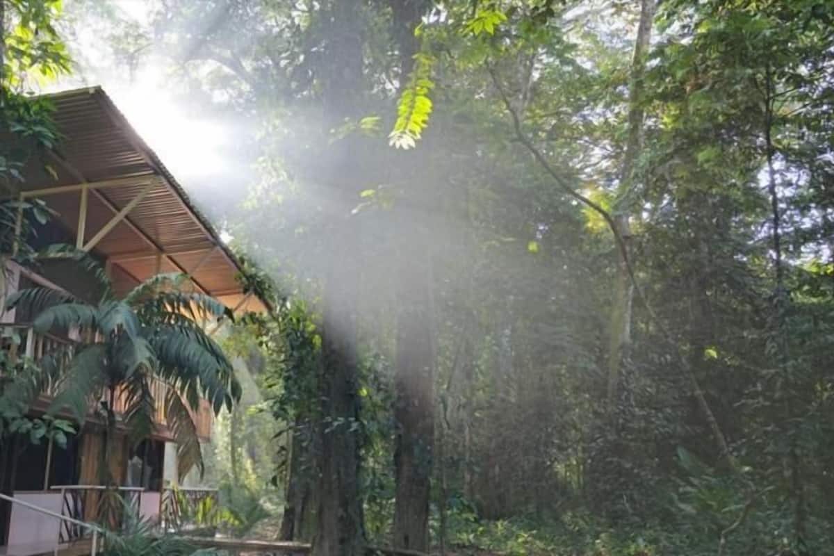 Un bâtiment doté d’un toit en pente, entouré d’une forêt dense.