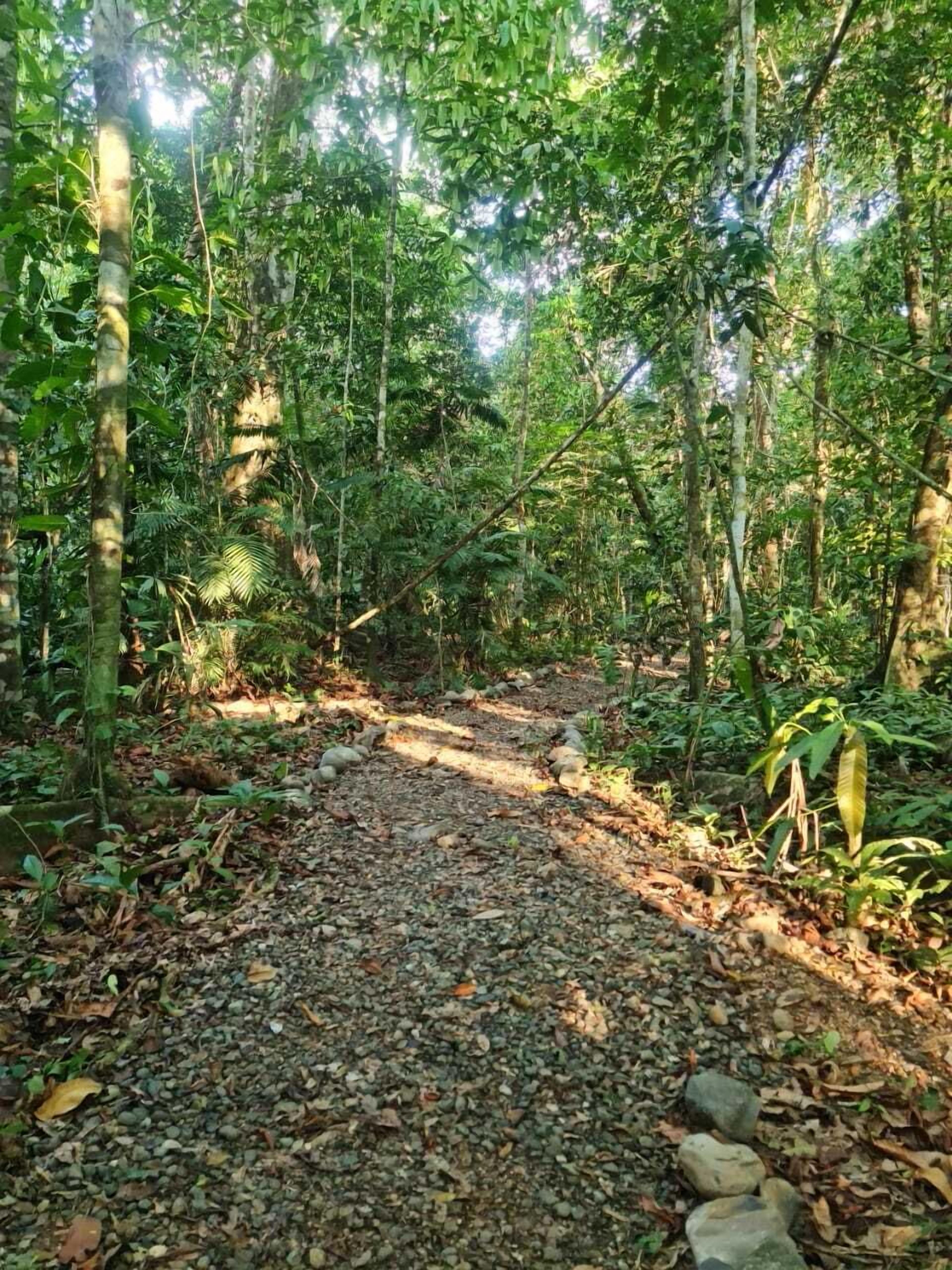 Un sentier forestier bordé d’une végétation dense et recouvert de gravier.