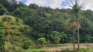 Paesaggio verde e rigoglioso con uno stagno, circondato da diverse piante e alberi tropicali.