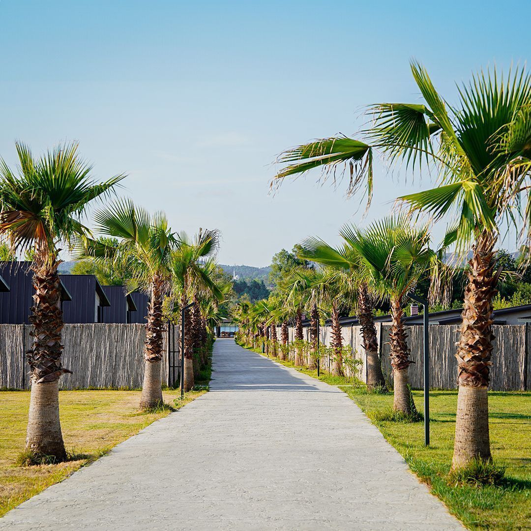 A pathway lined with palm trees and a wooden fence.