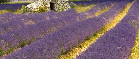 Un campo de lavanda con una estructura de piedra al fondo.