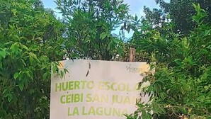 A signboard with a list of nutritional values for various plants, surrounded by greenery. - The Hub (San Juan La Laguna)