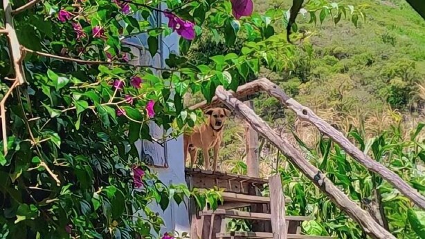 A wooden staircase leading to a building with a corrugated metal roof, surrounded by lush greenery and purple flowers. - The Hub (San Juan La Laguna)