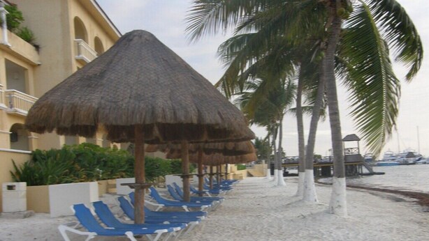 A beach with thatched umbrellas, blue lounge chairs, and palm trees.
