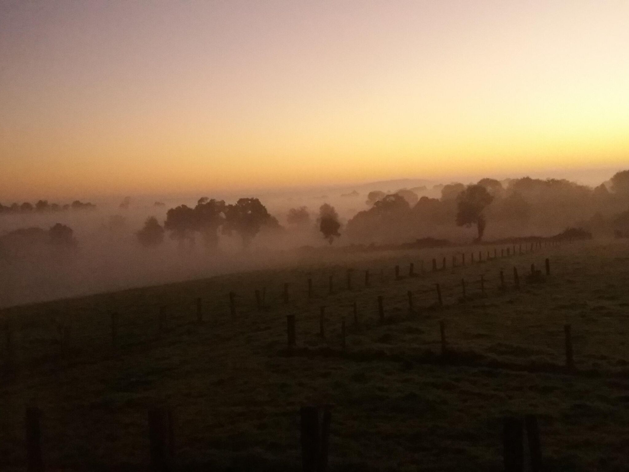 A foggy landscape with trees and a fence.