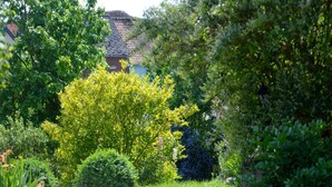Ein Garten mit vielfältigen Pflanzen und einem gepflasterten Weg.