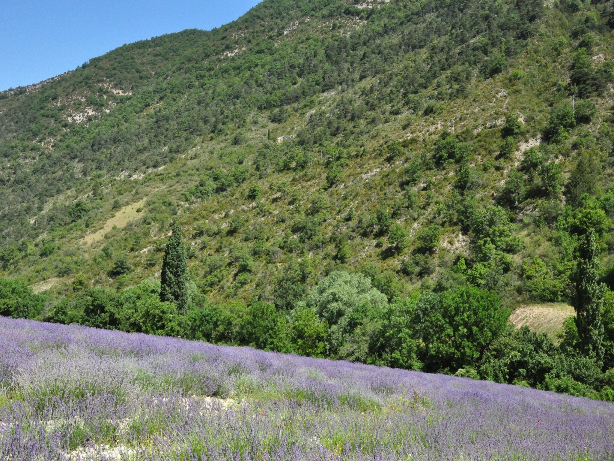 A lavender field with a mountainous backdrop.