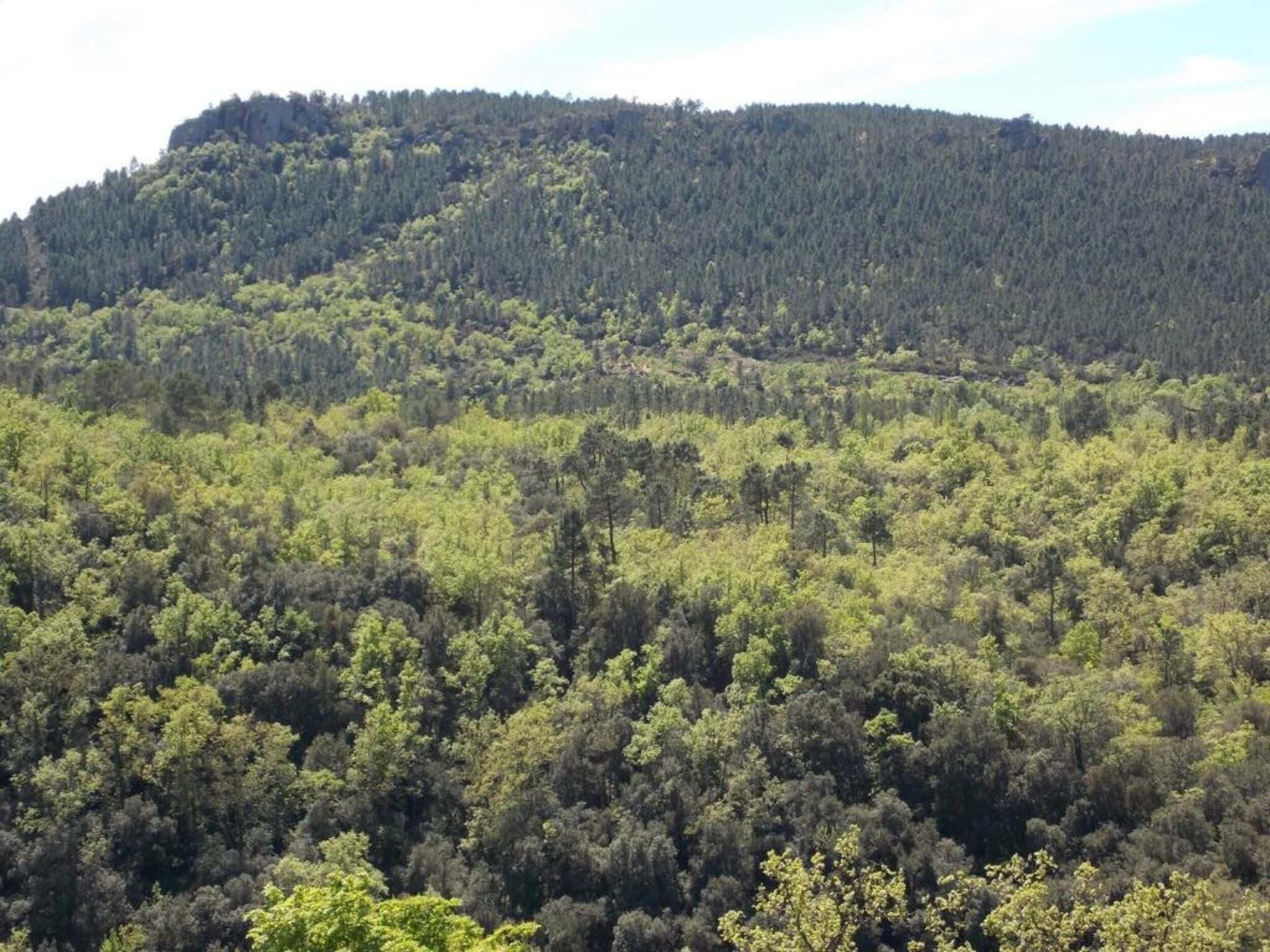Une colline boisée et densément couverte d’arbres, sans bâtiments ni constructions apparents.