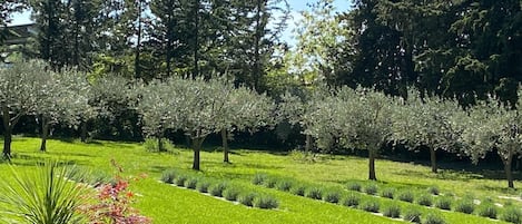 A well-maintained garden with neatly trimmed grass, a variety of trees, and a small ornamental plant.