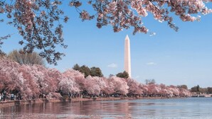 Udsigt til Washington Monument omgivet af kirsebærblomster.