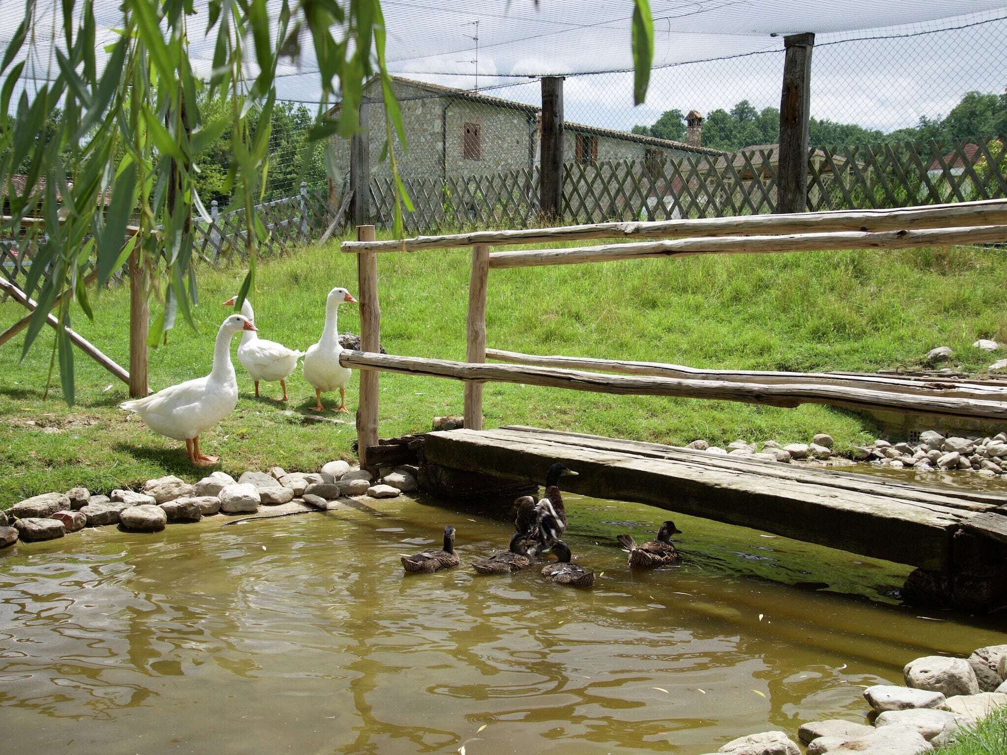 A rustic wooden bridge over a pond with ducks and geese.