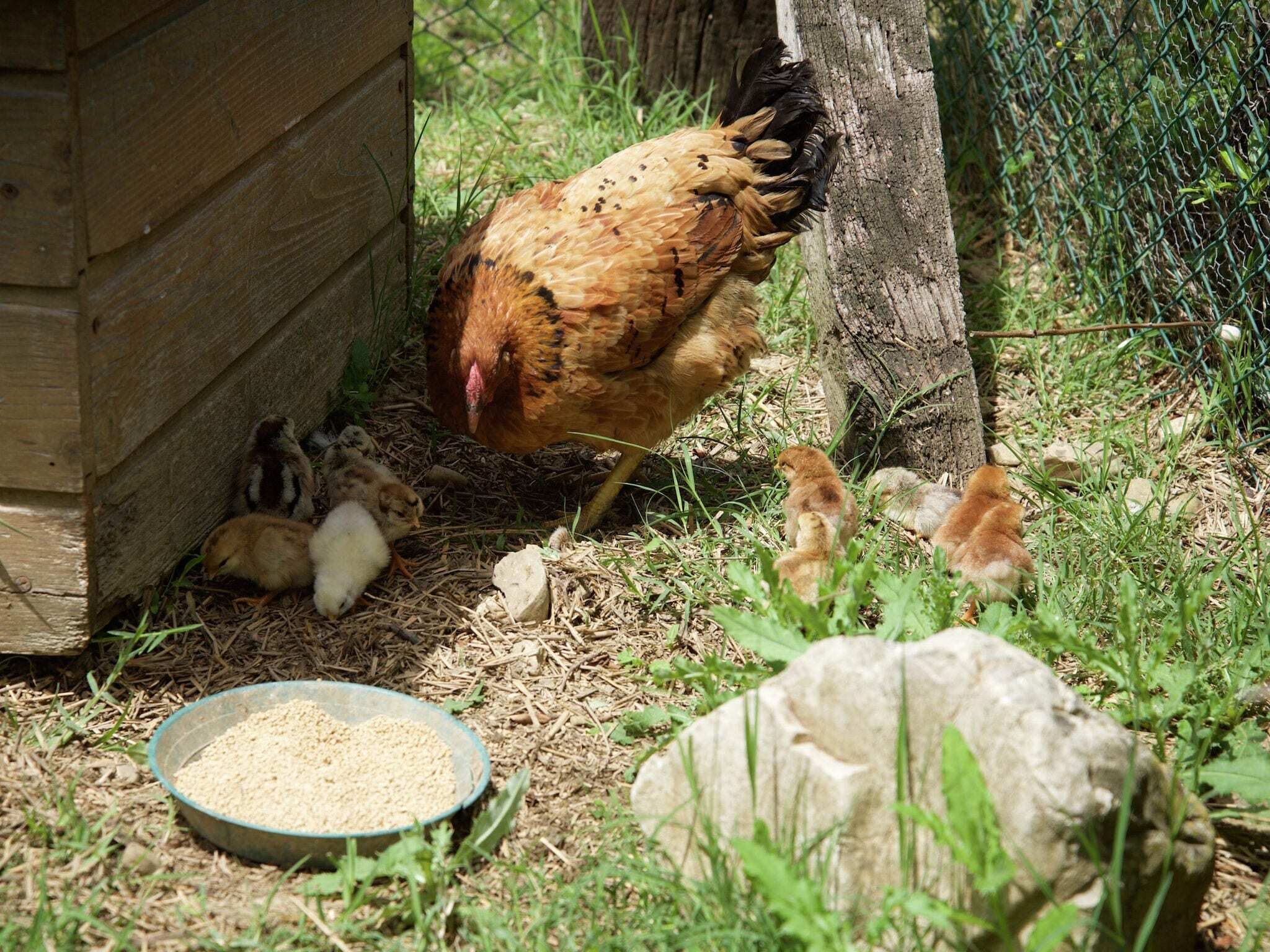 Une poule avec ses poussins, près d’un poulailler en bois, et un récipient rempli de nourriture.