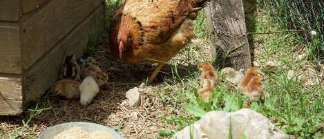Une poule avec ses poussins, près d’un poulailler en bois, et un récipient rempli de nourriture.